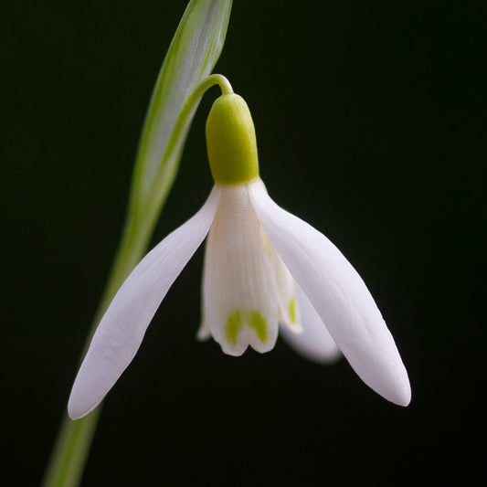 Galanthus nivalis 'Norfolk Blonde' snowdrop flower