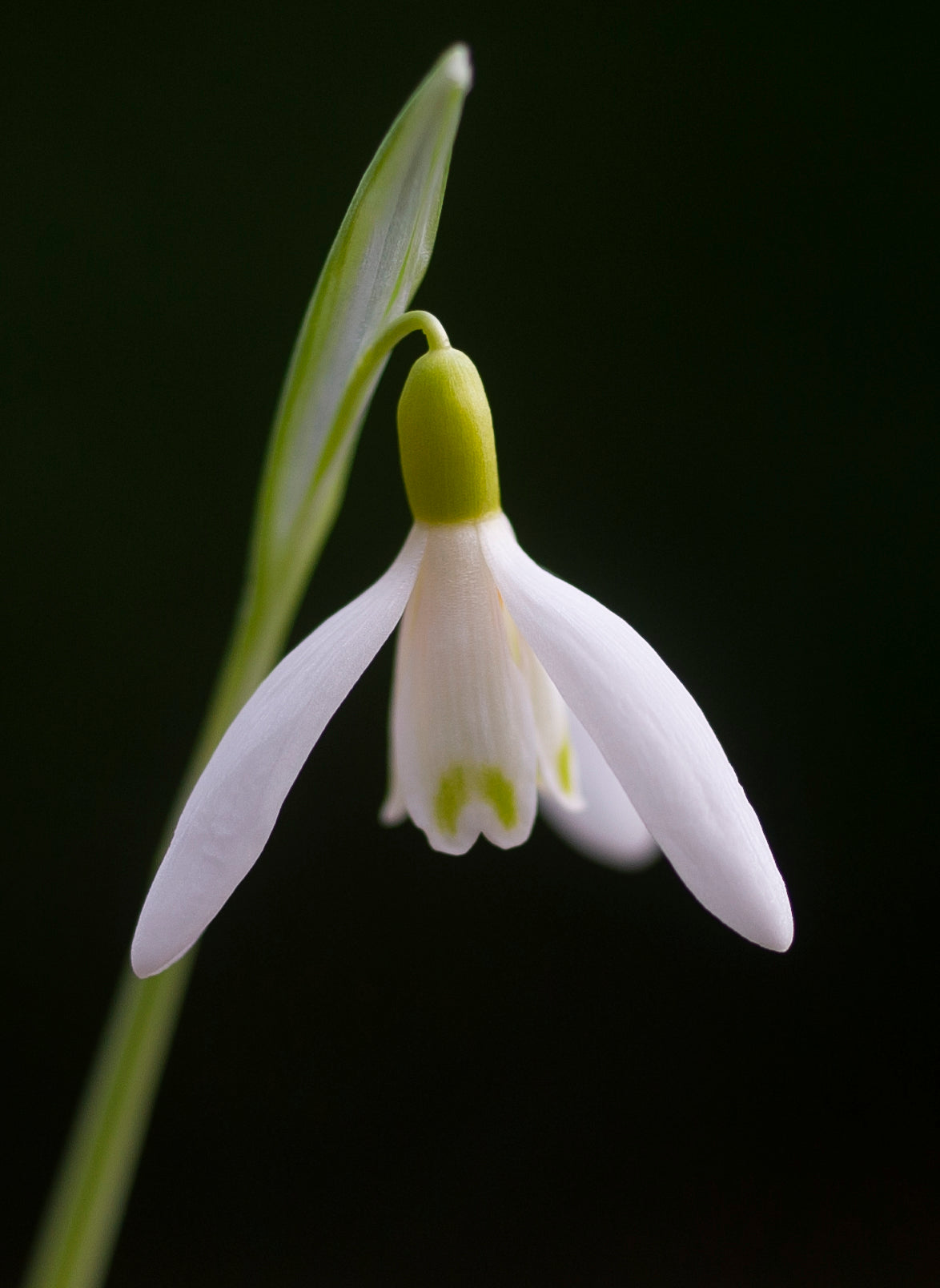 Galanthus nivalis 'Norfolk Blonde' snowdrop – photo 4