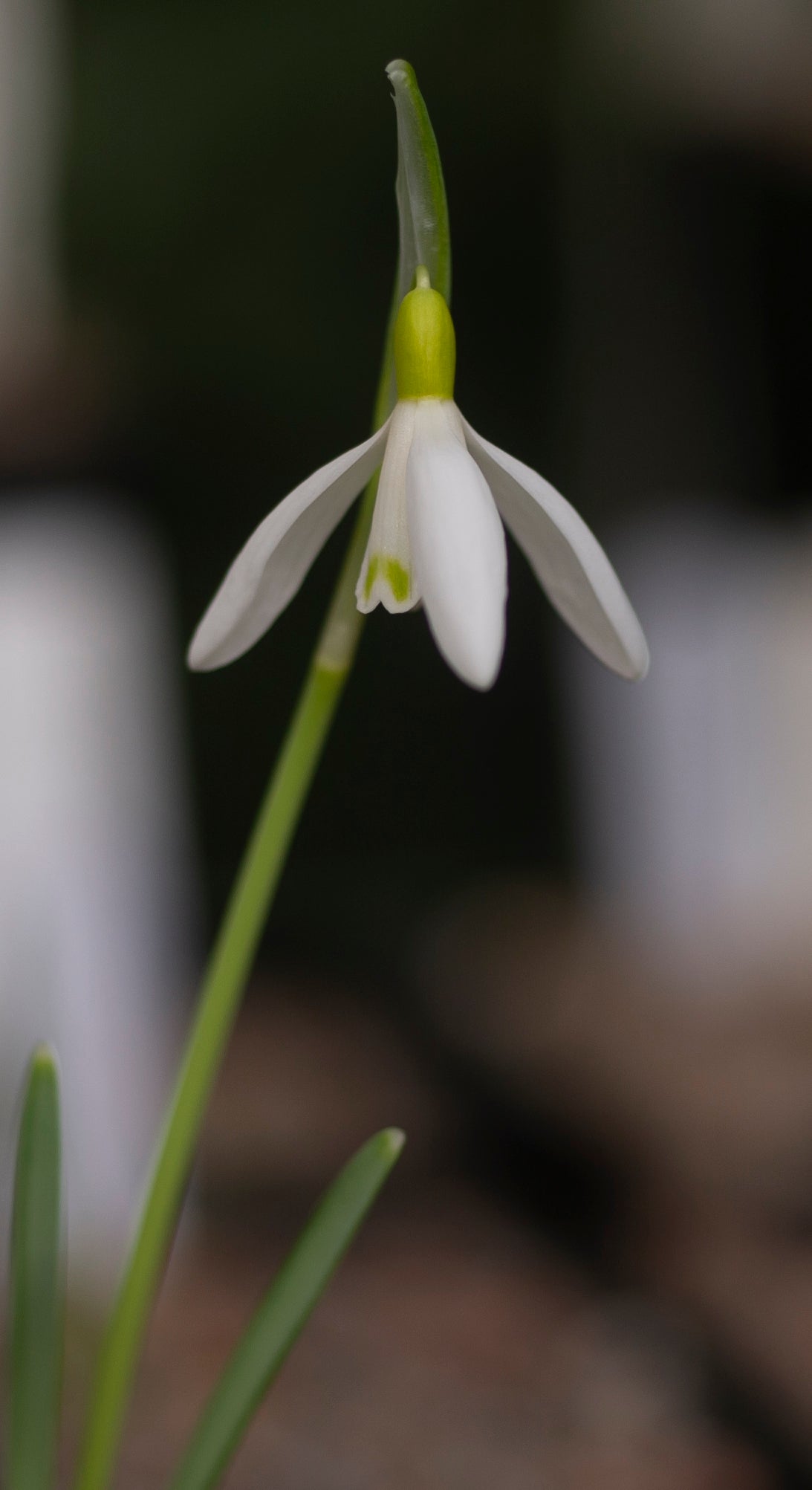 Galanthus nivalis 'Norfolk Blonde' snowdrop – photo 5