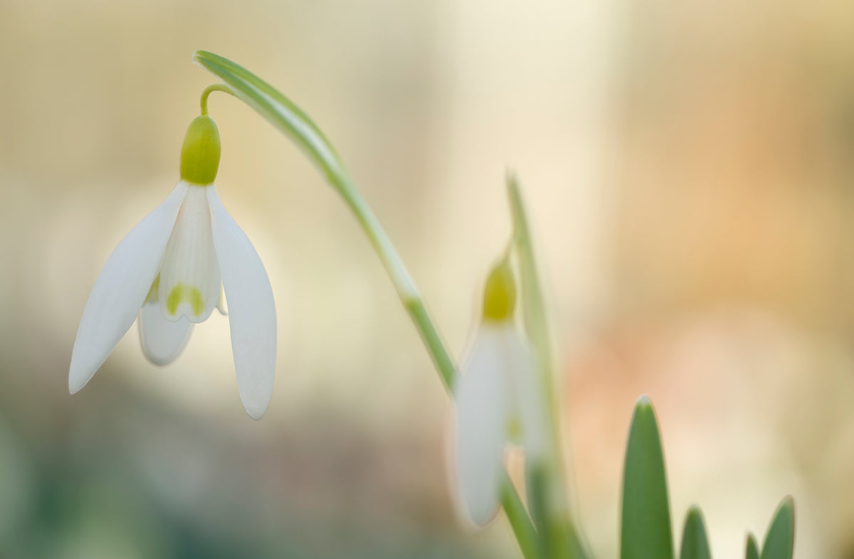 Galanthus nivalis 'Norfolk Blonde' snowdrop – photo 6