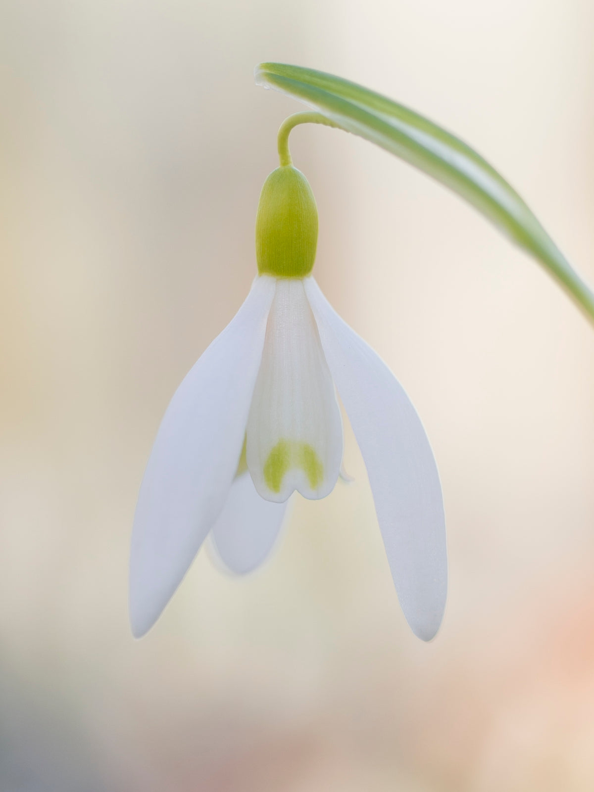 Galanthus nivalis 'Norfolk Blonde' snowdrop – photo 7