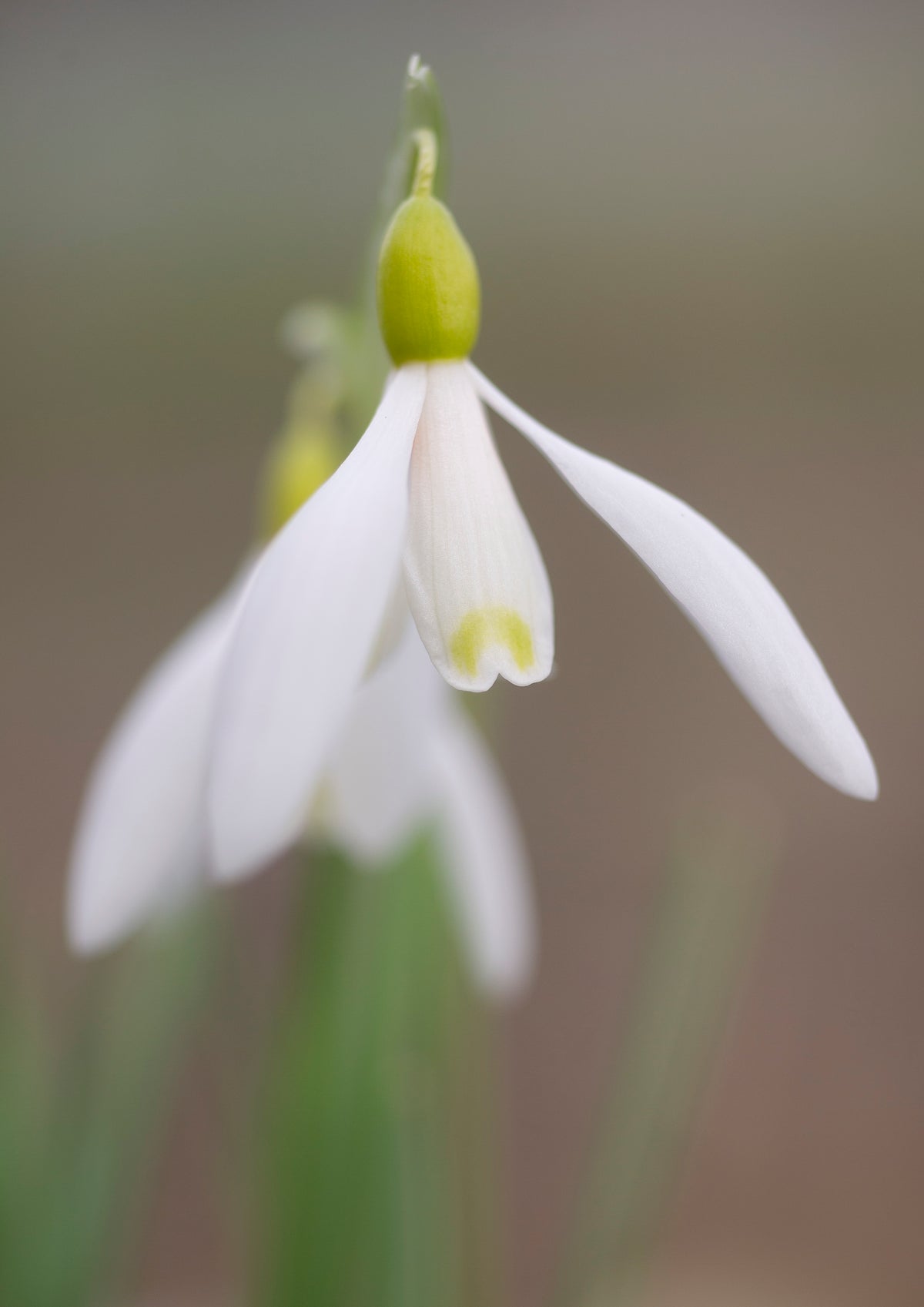 Galanthus nivalis 'Norfolk Blonde' snowdrop – photo 8