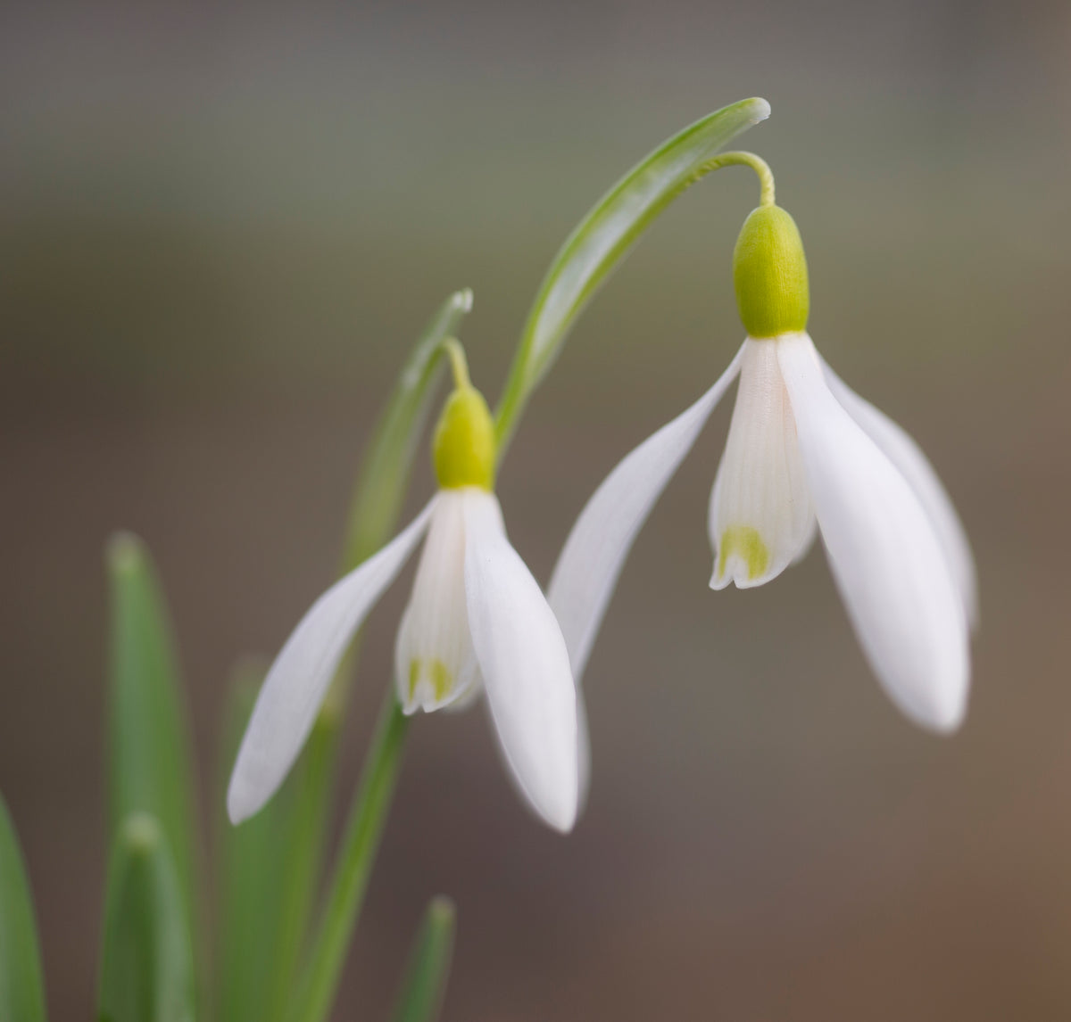 Galanthus nivalis 'Norfolk Blonde' snowdrop – photo 9