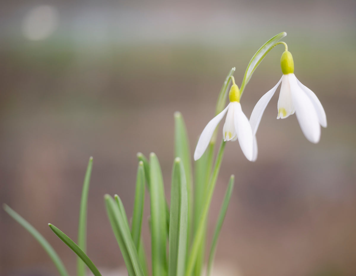 Galanthus nivalis 'Norfolk Blonde' snowdrop – photo 10