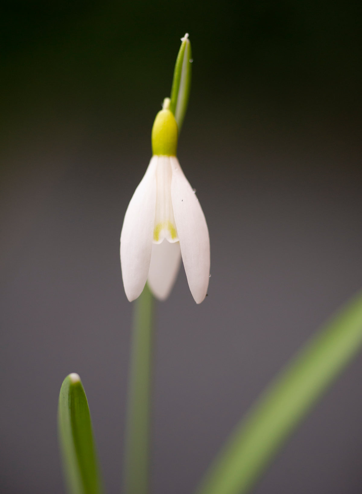 Galanthus nivalis 'Norfolk Blonde' snowdrop – photo 11