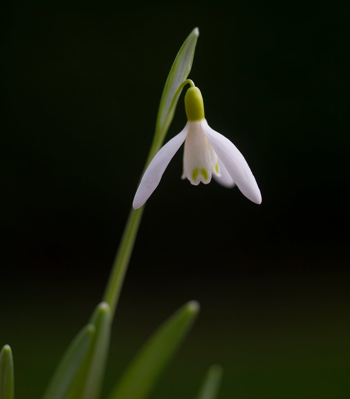 Galanthus nivalis 'Norfolk Blonde' snowdrop – photo 12