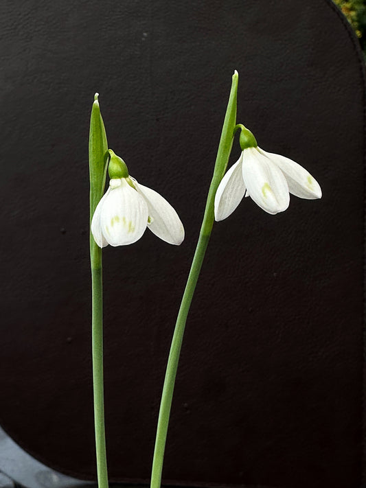 Galanthus bursanus (PPBA-B-21-T-9370)