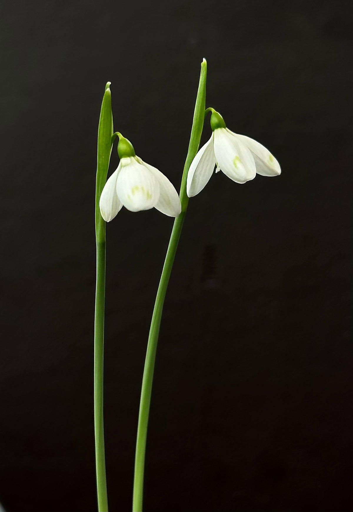 Galanthus bursanus (PPBA-B-21-T-9370)
