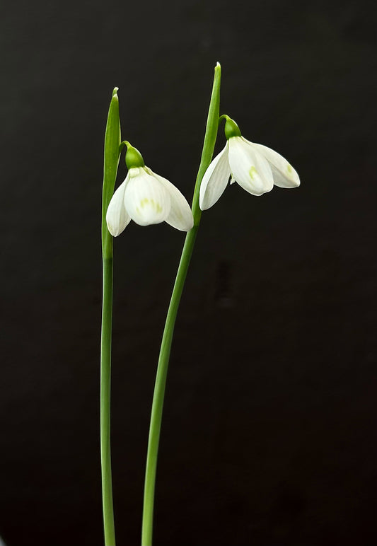 Galanthus bursanus (PPBA-B-21-T-9370)