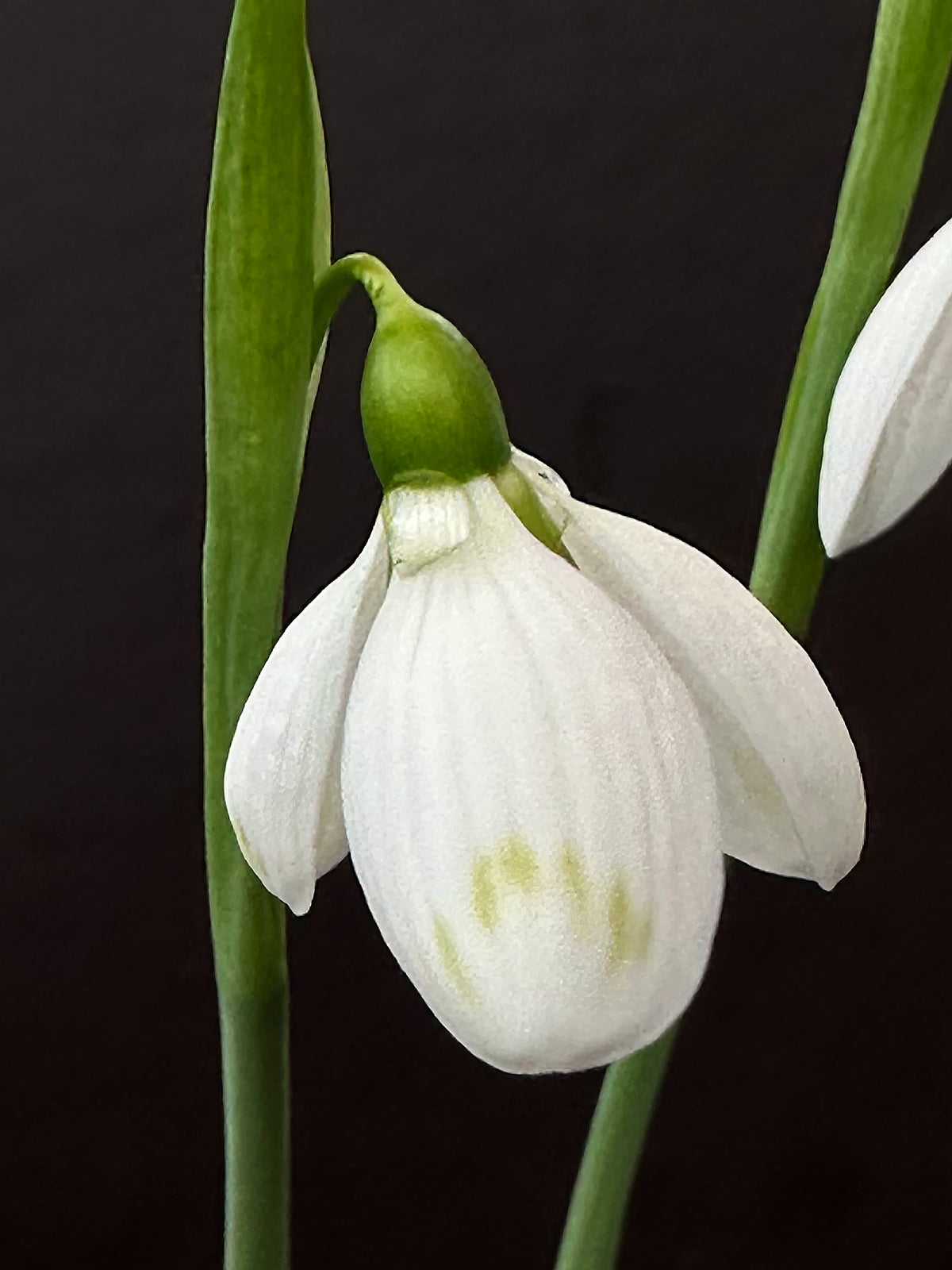 Galanthus bursanus (PPBA-B-21-T-9370)
