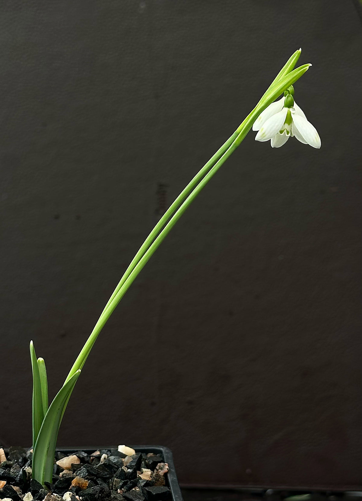 Galanthus bursanus (PPBA-B-21-T-9370)