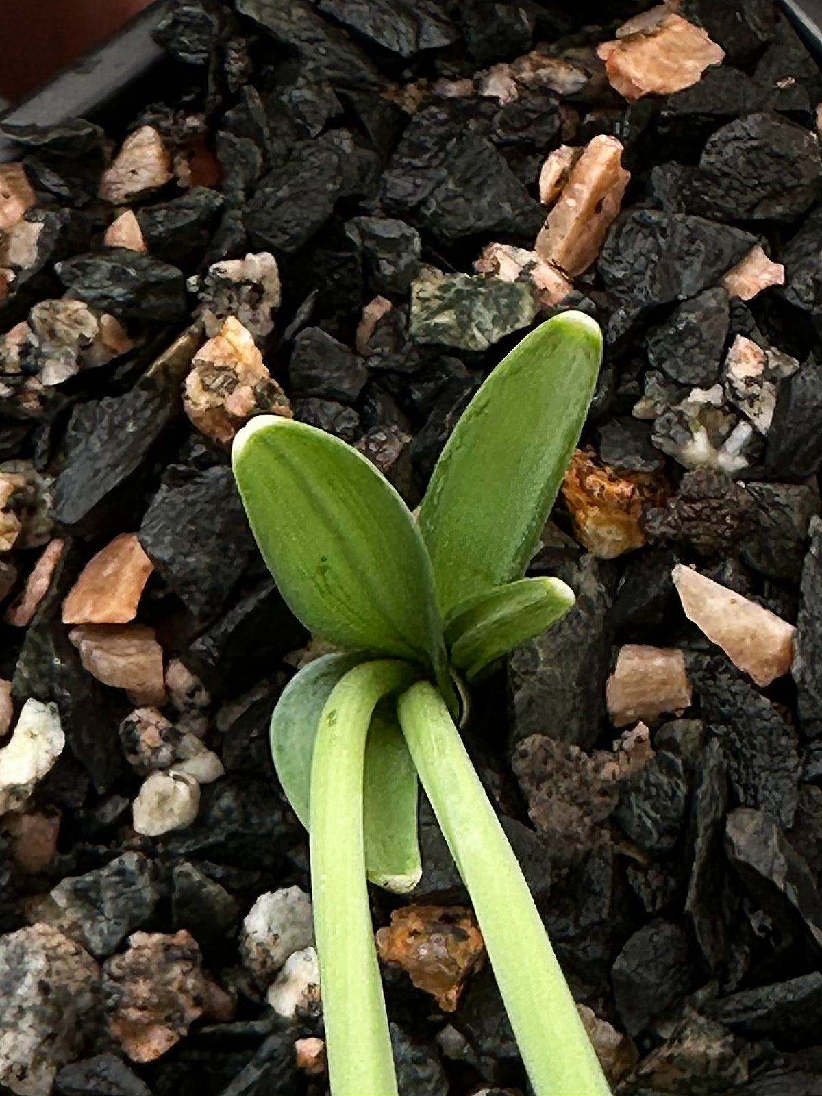 Galanthus bursanus (PPBA-B-21-T-9370)