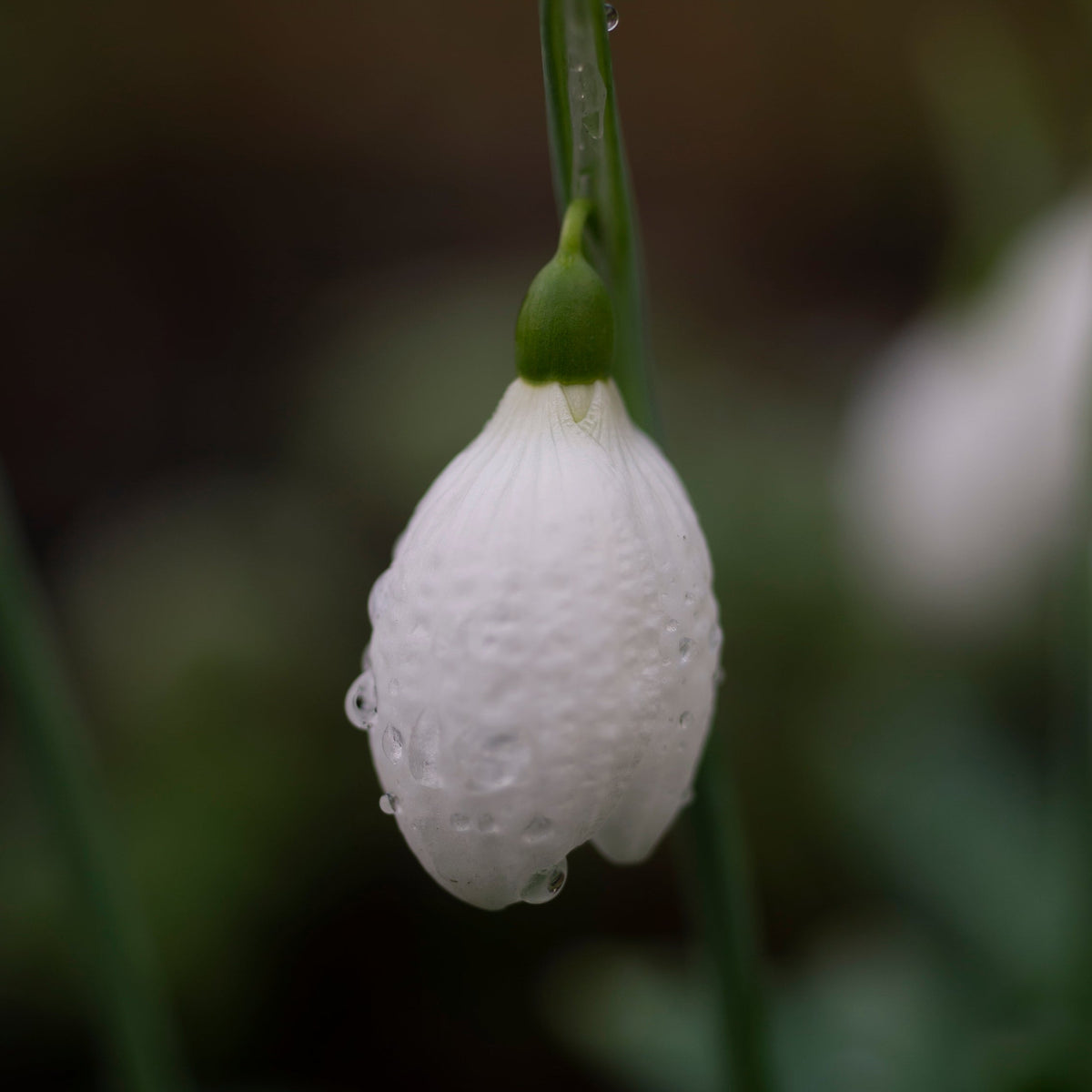 Galanthus plicatus 'Priscilla Bacon' snowdrop flower