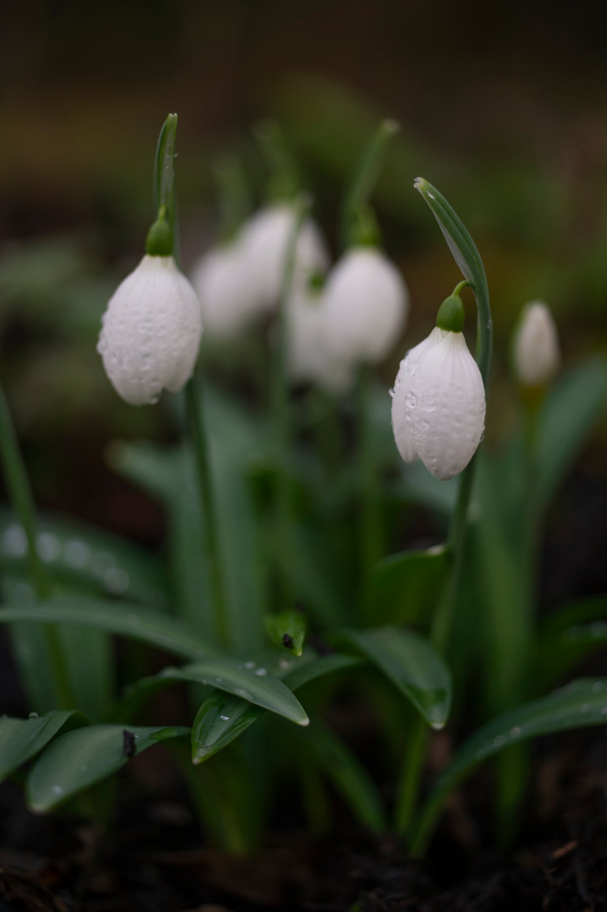Galanthus plicatus 'Priscilla Bacon' snowdrop – photo 3