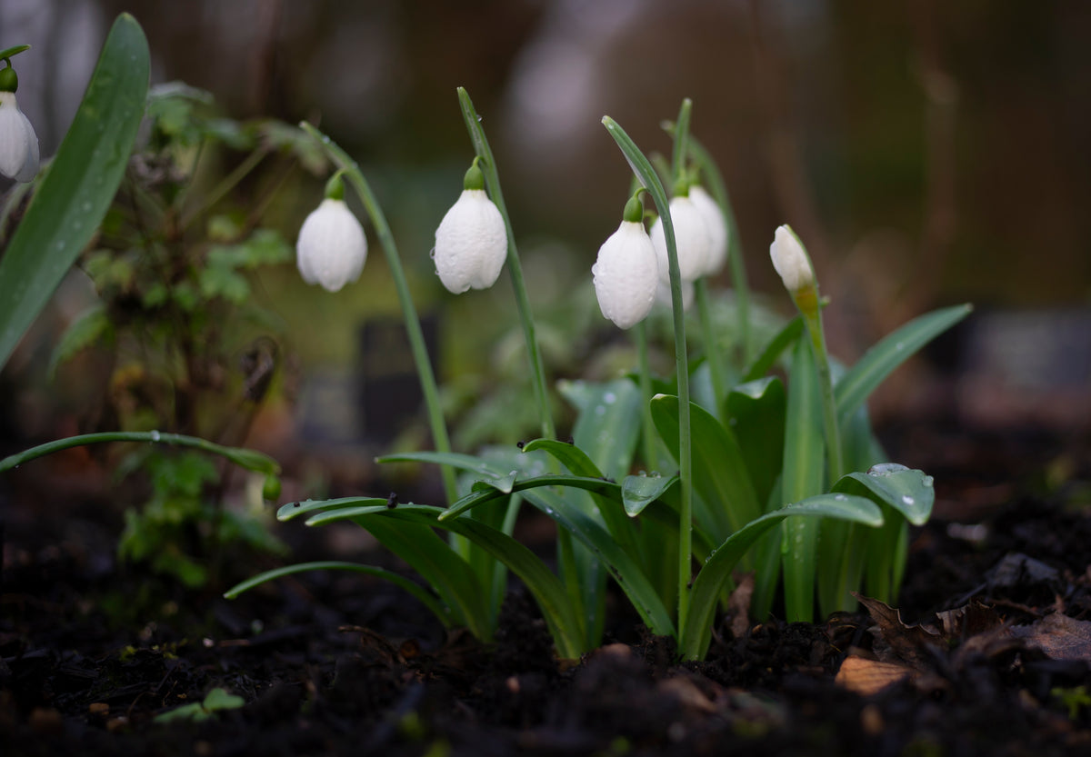 Galanthus plicatus 'Priscilla Bacon' snowdrop – photo 4