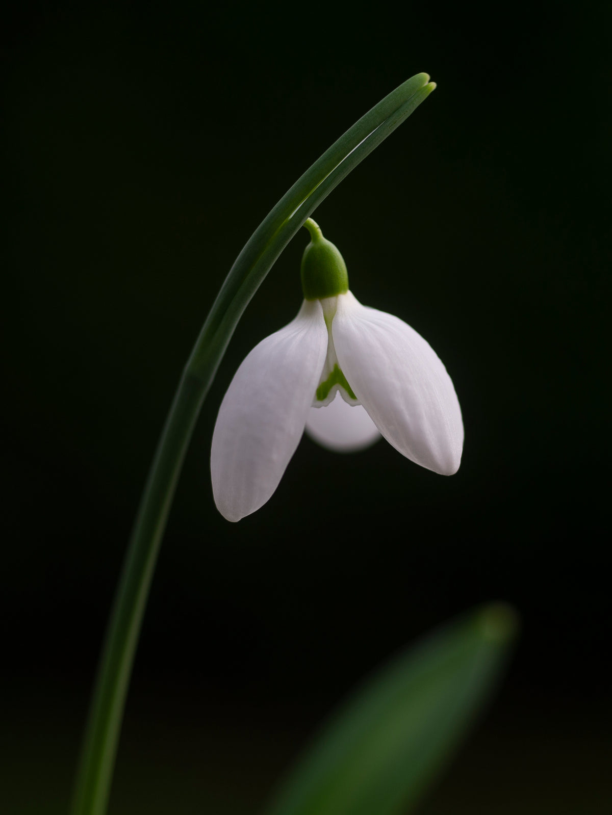 Galanthus plicatus 'Priscilla Bacon' snowdrop – photo 5