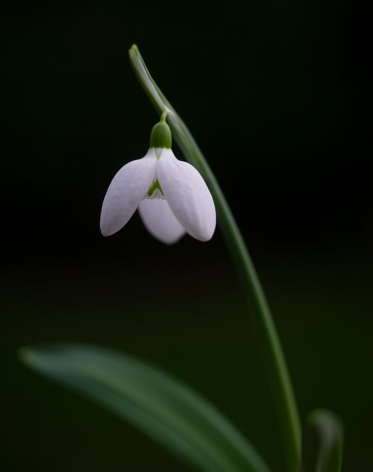 Galanthus plicatus 'Priscilla Bacon' snowdrop – photo 6