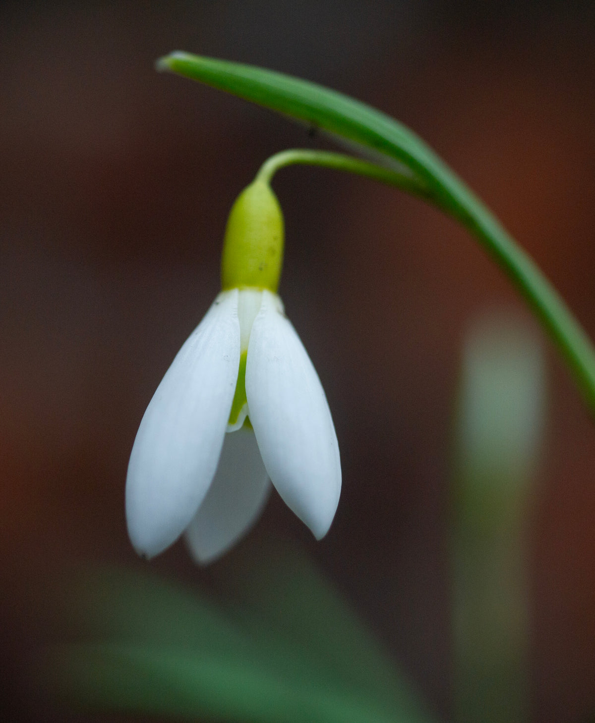 Galanthus 'Rainbow Golden Dart' snowdrop – photo 2