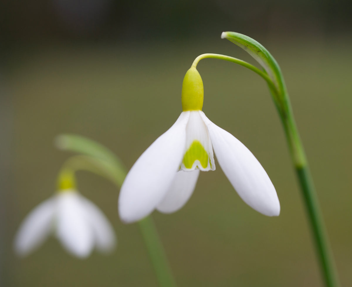 Galanthus 'Rainbow Golden Dart' snowdrop – photo 3