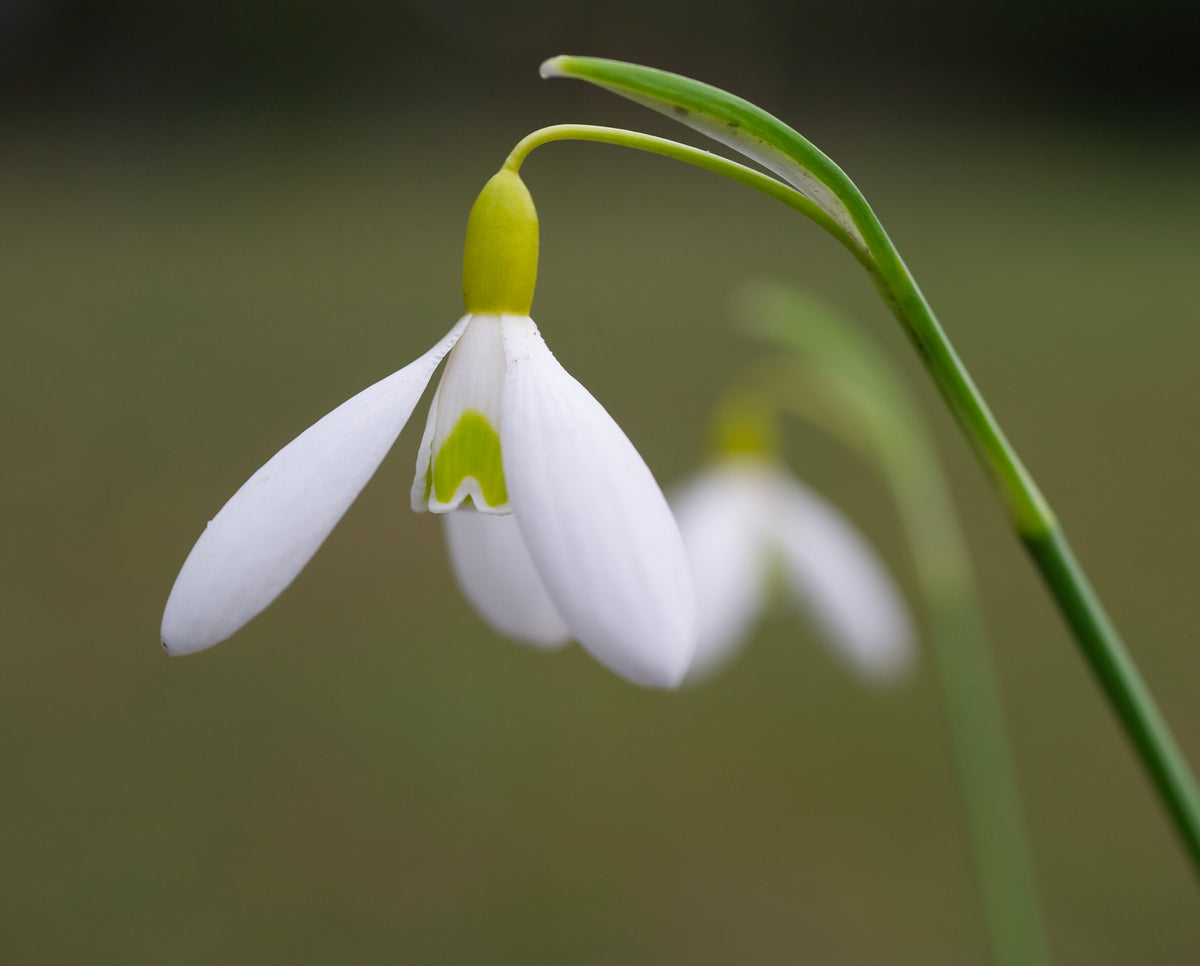 Galanthus 'Rainbow Golden Dart' snowdrop – photo 4