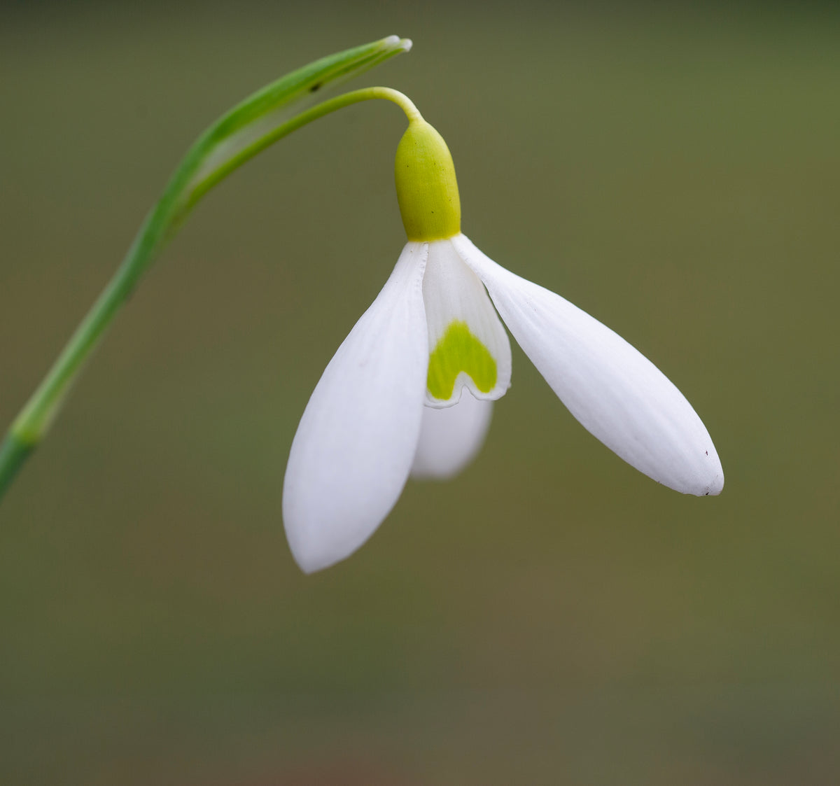 Galanthus 'Rainbow Golden Dart' snowdrop – photo 5