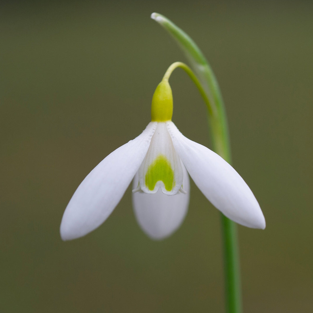 Galanthus 'Rainbow Golden Dart' snowdrop flower