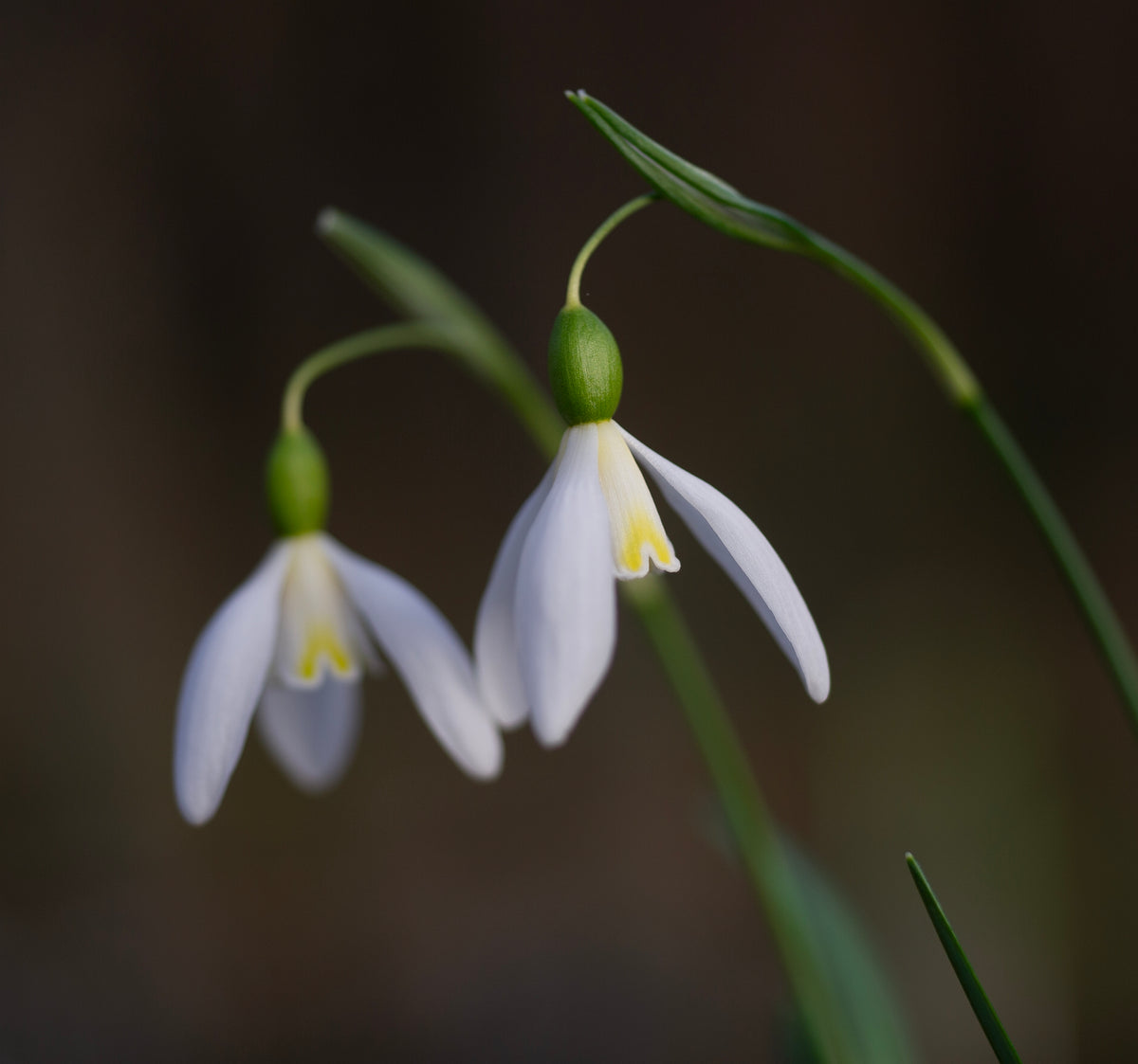 Galanthus 'Rainbow Golden Girl' snowdrop – photo 2