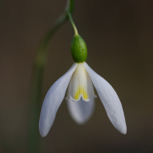 Galanthus 'Rainbow Golden Girl' snowdrop flower