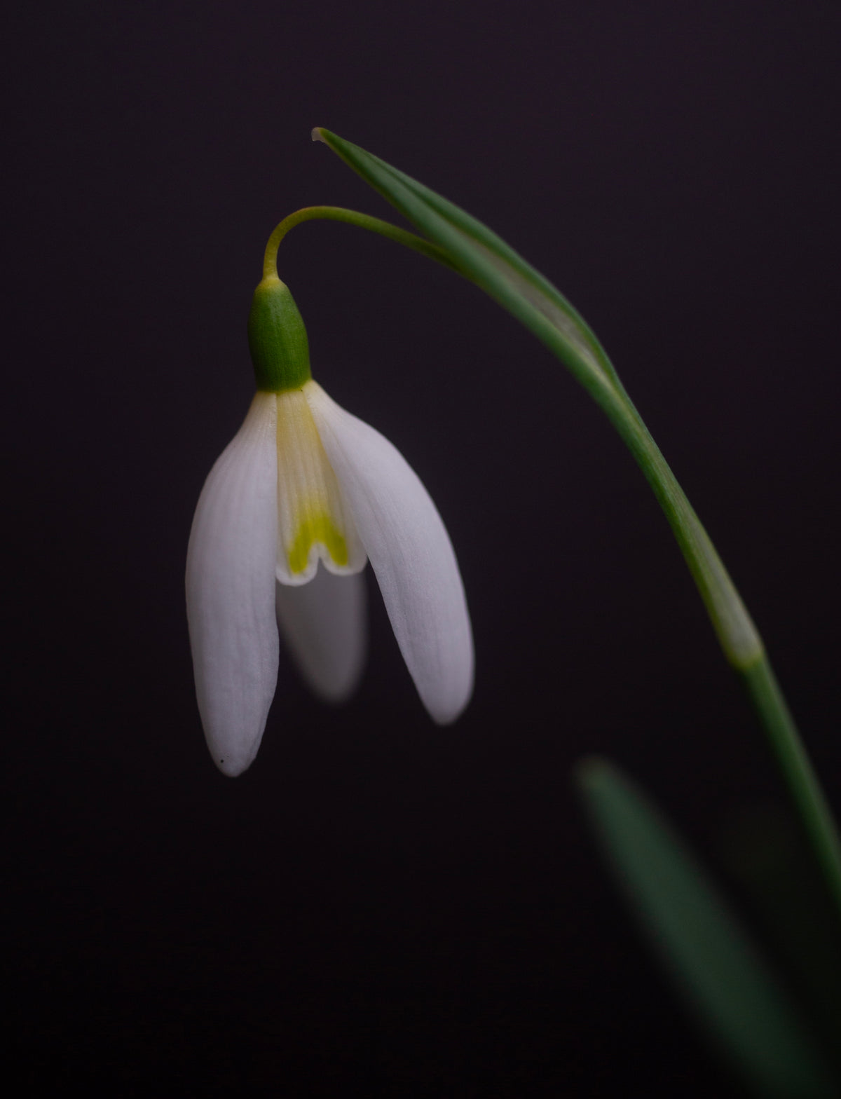 Galanthus 'Rainbow Golden Girl' snowdrop – photo 3