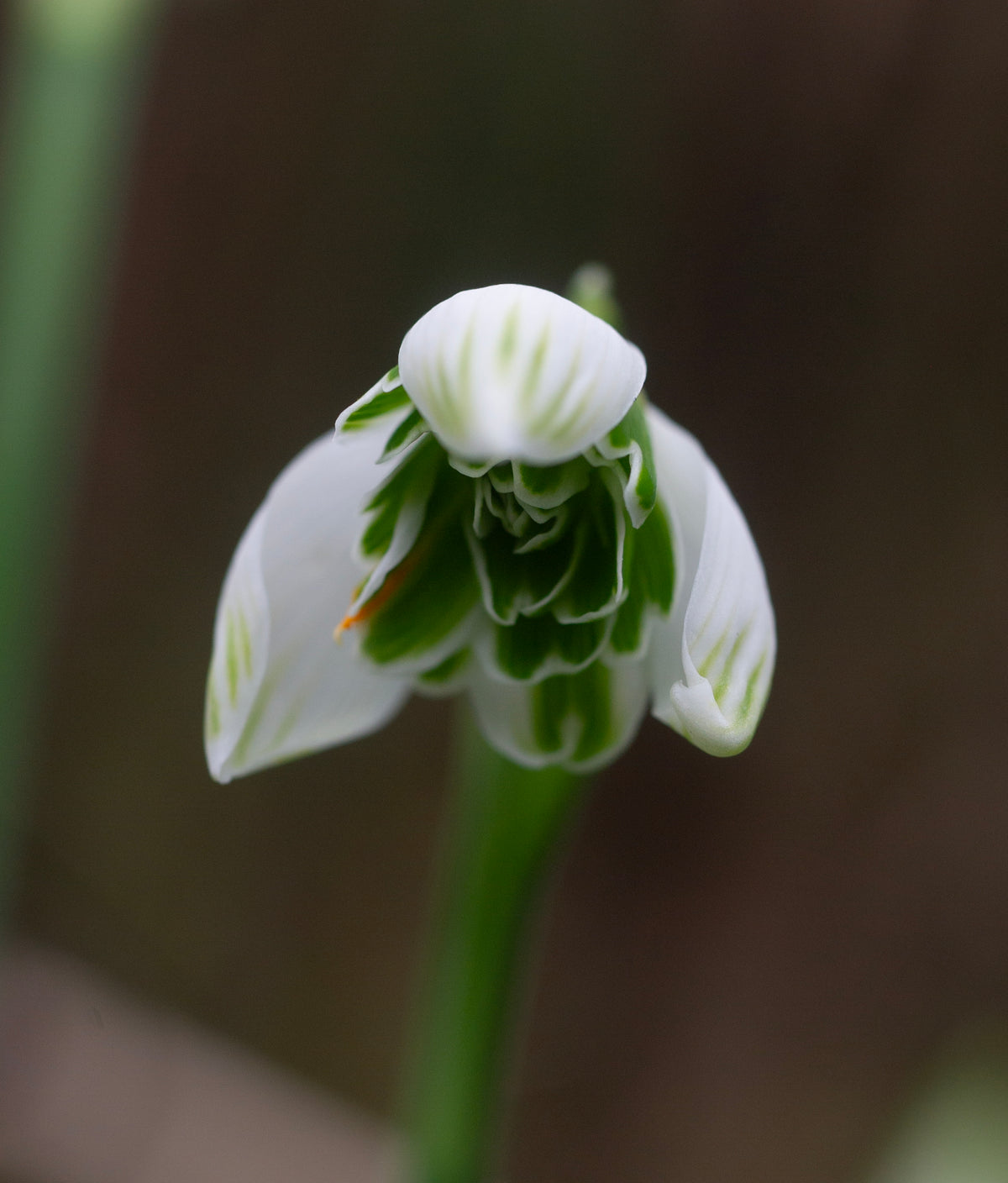 Galanthus 'Rodmarton' snowdrop – photo 2