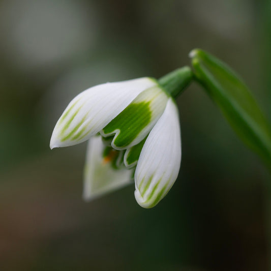 Galanthus 'Rodmarton' snowdrop flower