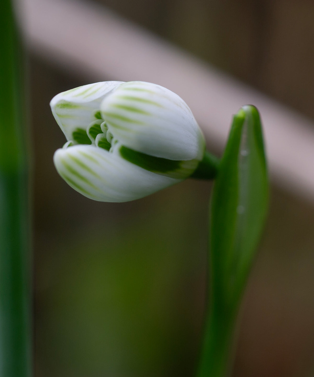 Galanthus 'Rodmarton' snowdrop – photo 3