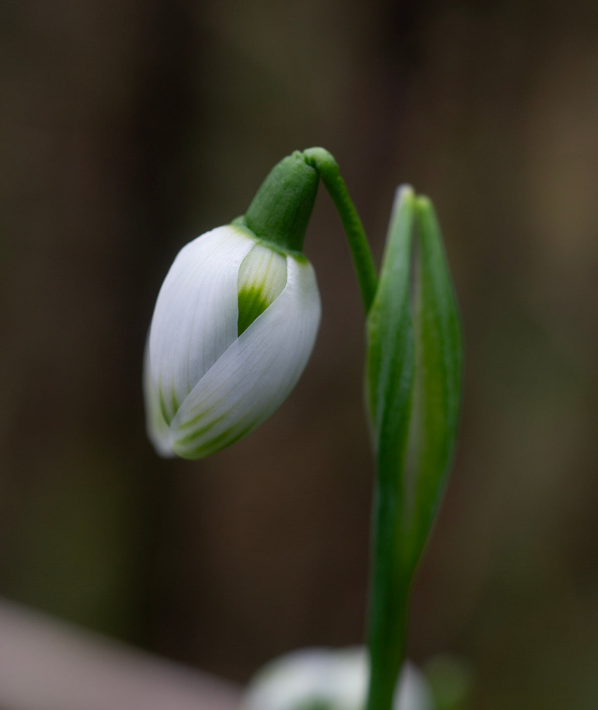 Galanthus 'Rodmarton' snowdrop – photo 4