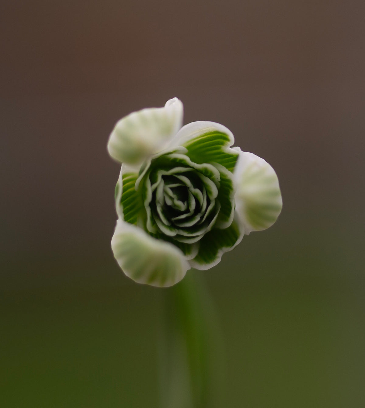 Galanthus 'Rodmarton' snowdrop – photo 5