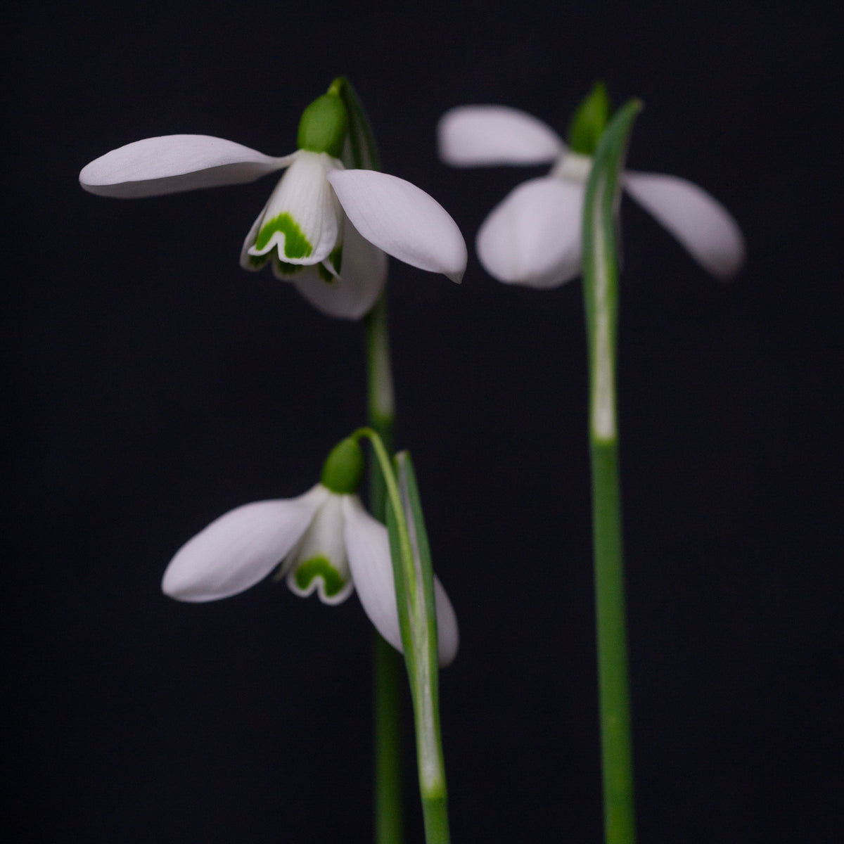Galanthus 'S. Arnott' snowdrop flower
