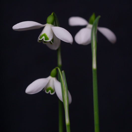 Galanthus 'S. Arnott' snowdrop flower