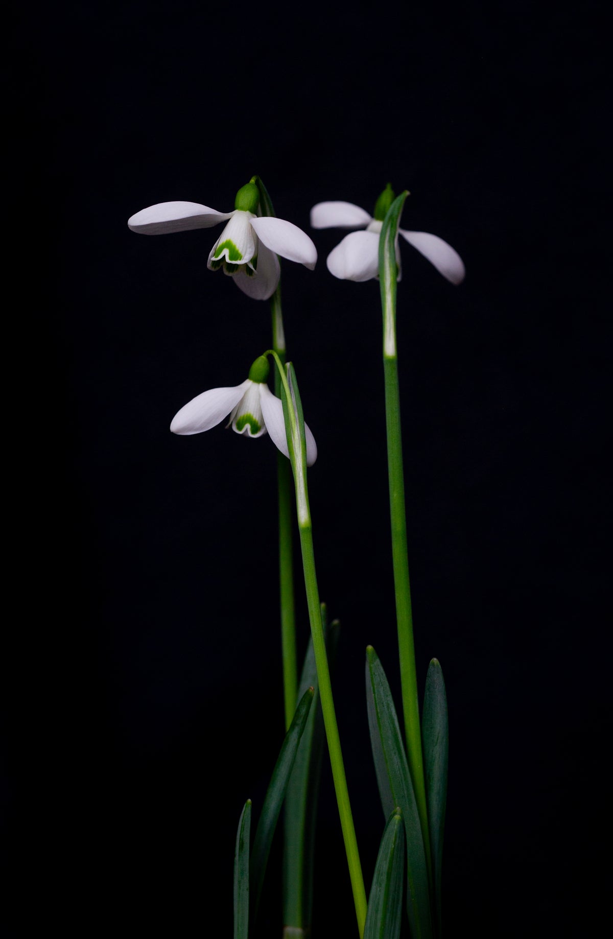 Galanthus 'S. Arnott' snowdrop – photo 2