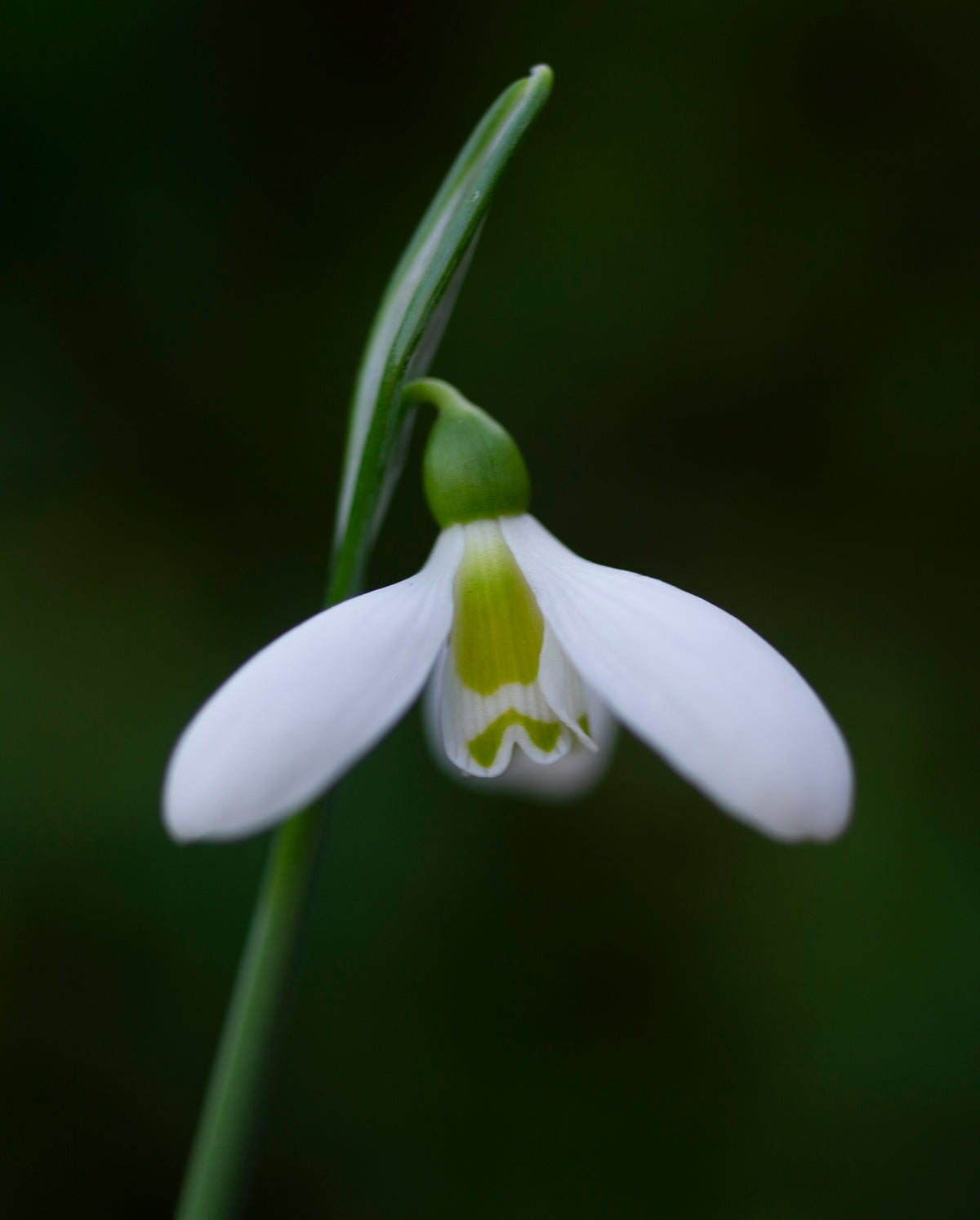 Galanthus plicatus subsp. byzantinus 'Schorbuser Irrlicht' snowdrop – photo 4