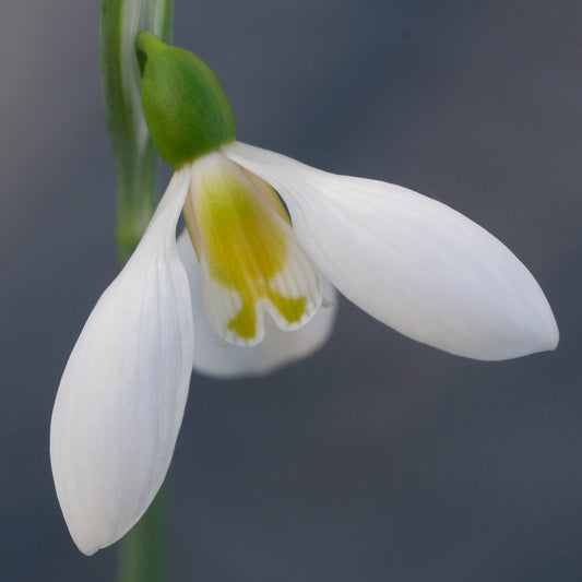 Galanthus plicatus subsp. byzantinus 'Schorbuser Irrlicht' snowdrop flower