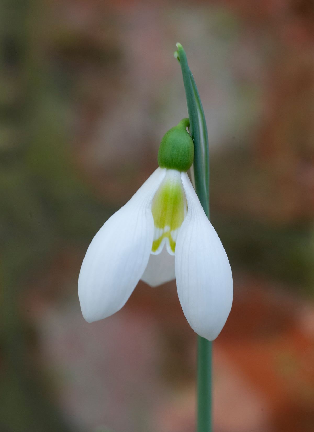 Galanthus plicatus subsp. byzantinus 'Schorbuser Irrlicht' snowdrop – photo 3