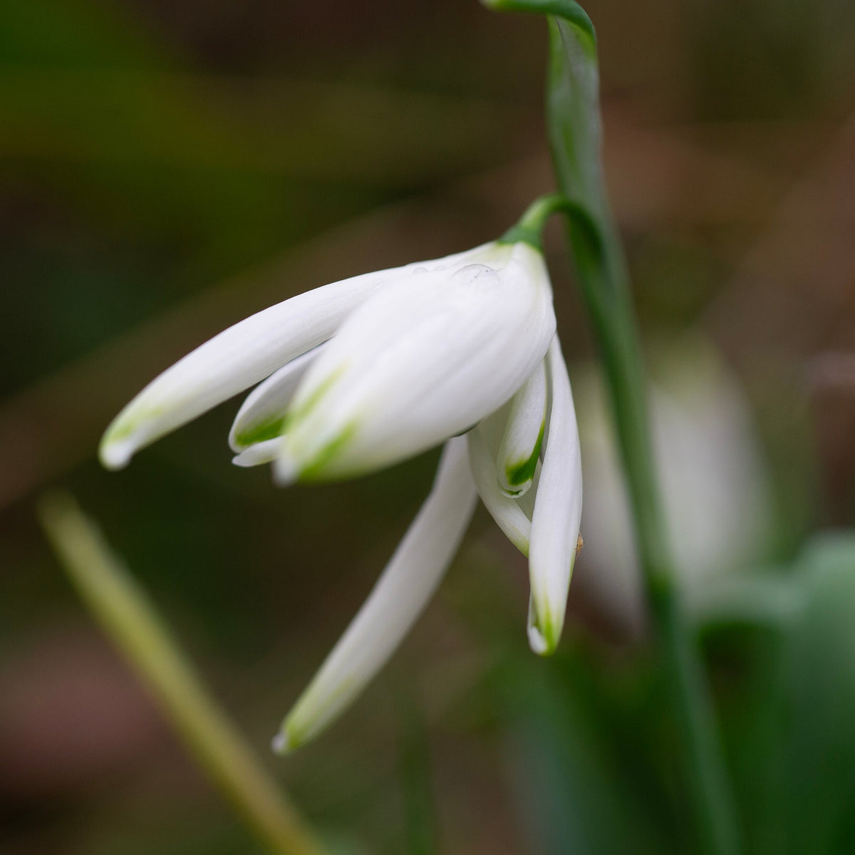 Galanthus 'Starling' snowdrop flower