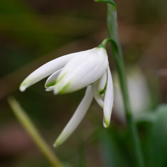 Galanthus 'Starling' snowdrop flower
