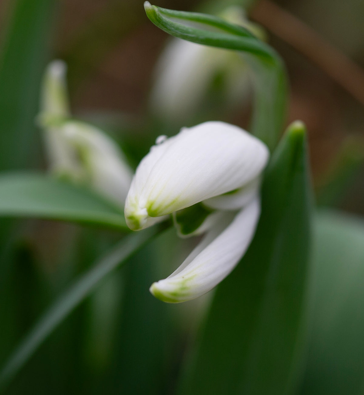 Galanthus 'Starling' snowdrop – photo 2
