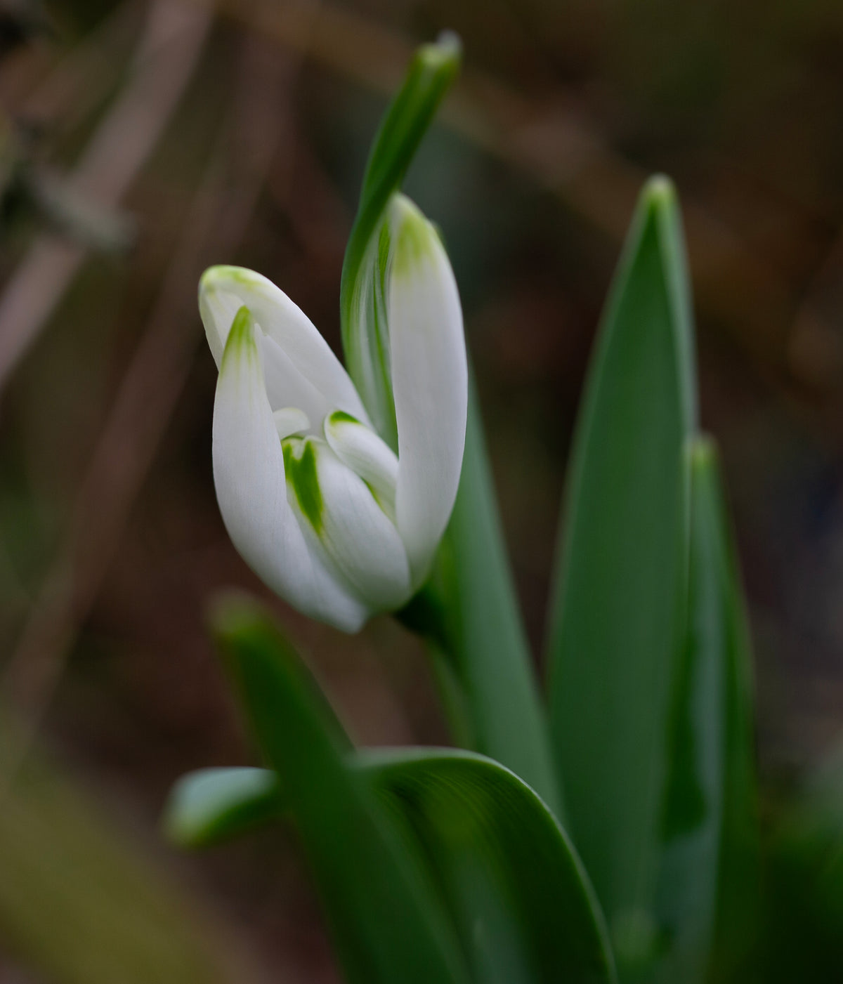 Galanthus 'Starling' snowdrop – photo 3