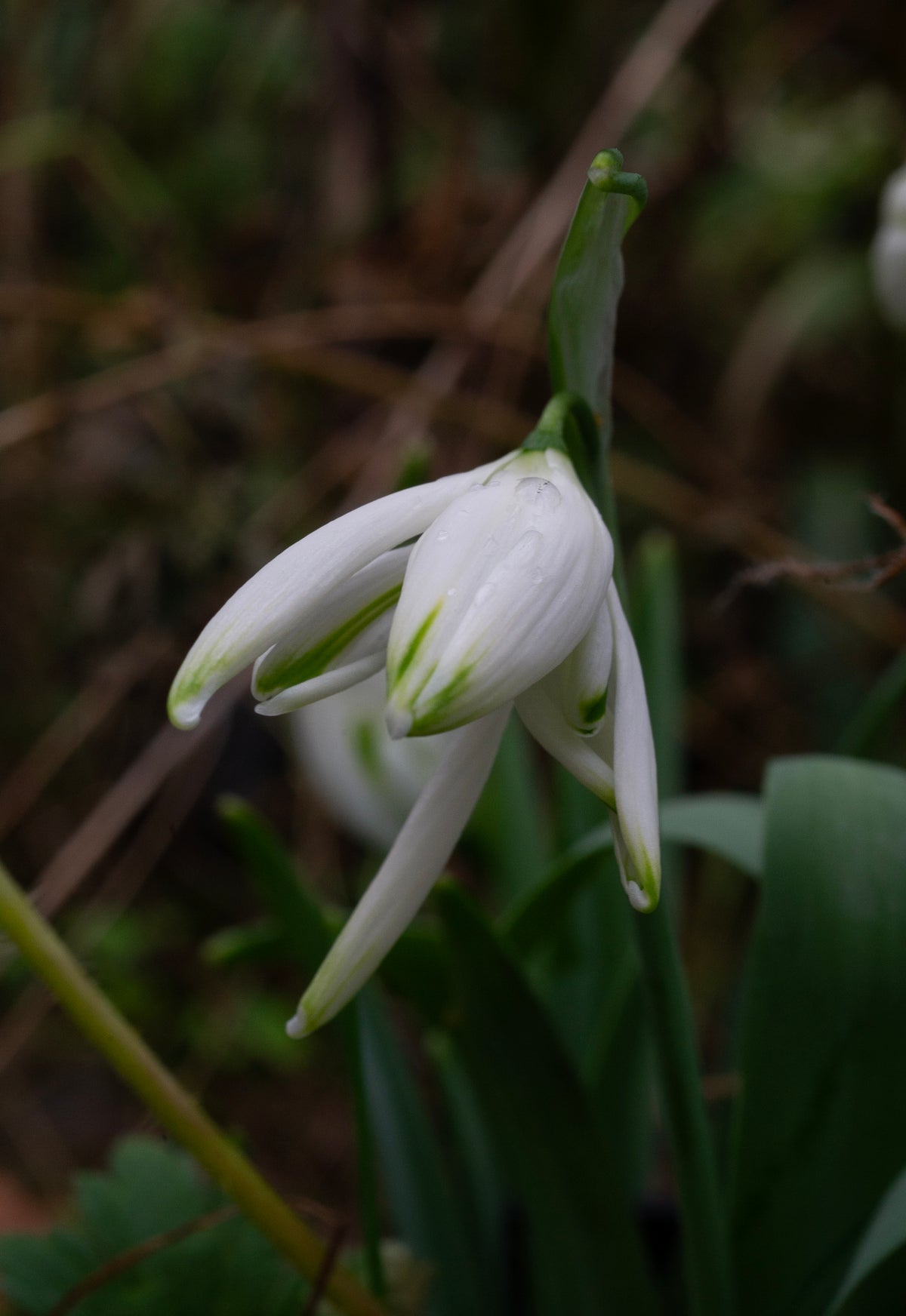 Galanthus 'Starling' snowdrop – photo 4