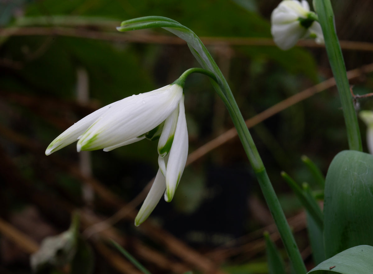 Galanthus 'Starling' snowdrop – photo 5
