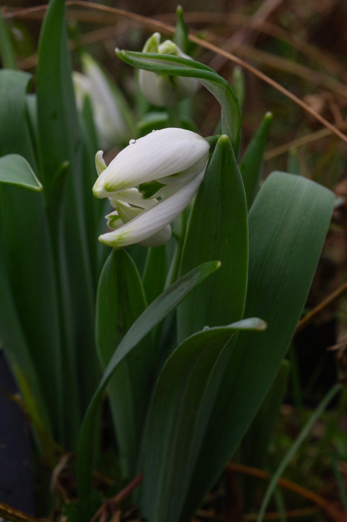 Galanthus 'Starling' snowdrop – photo 6