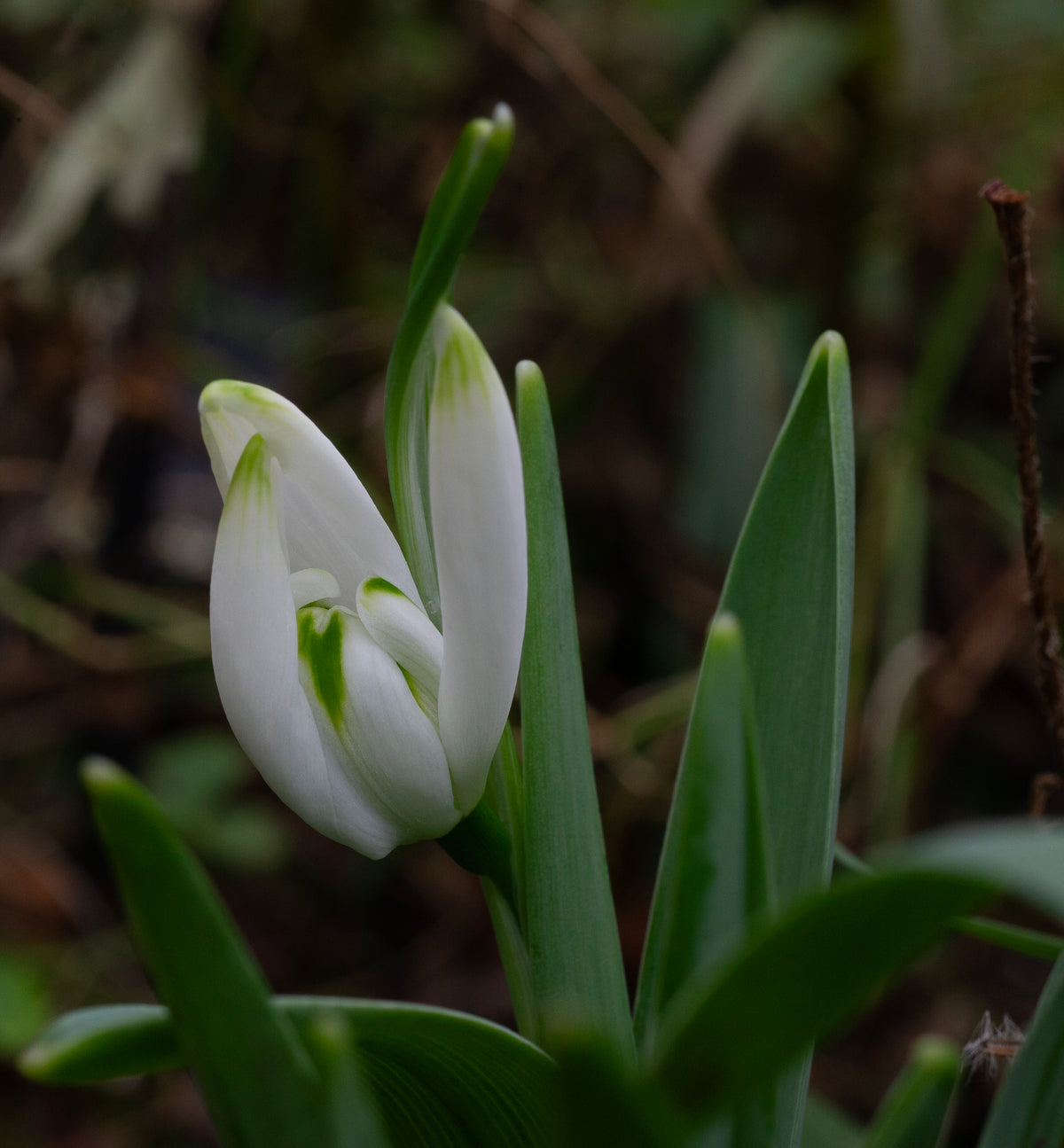 Galanthus 'Starling' snowdrop – photo 7