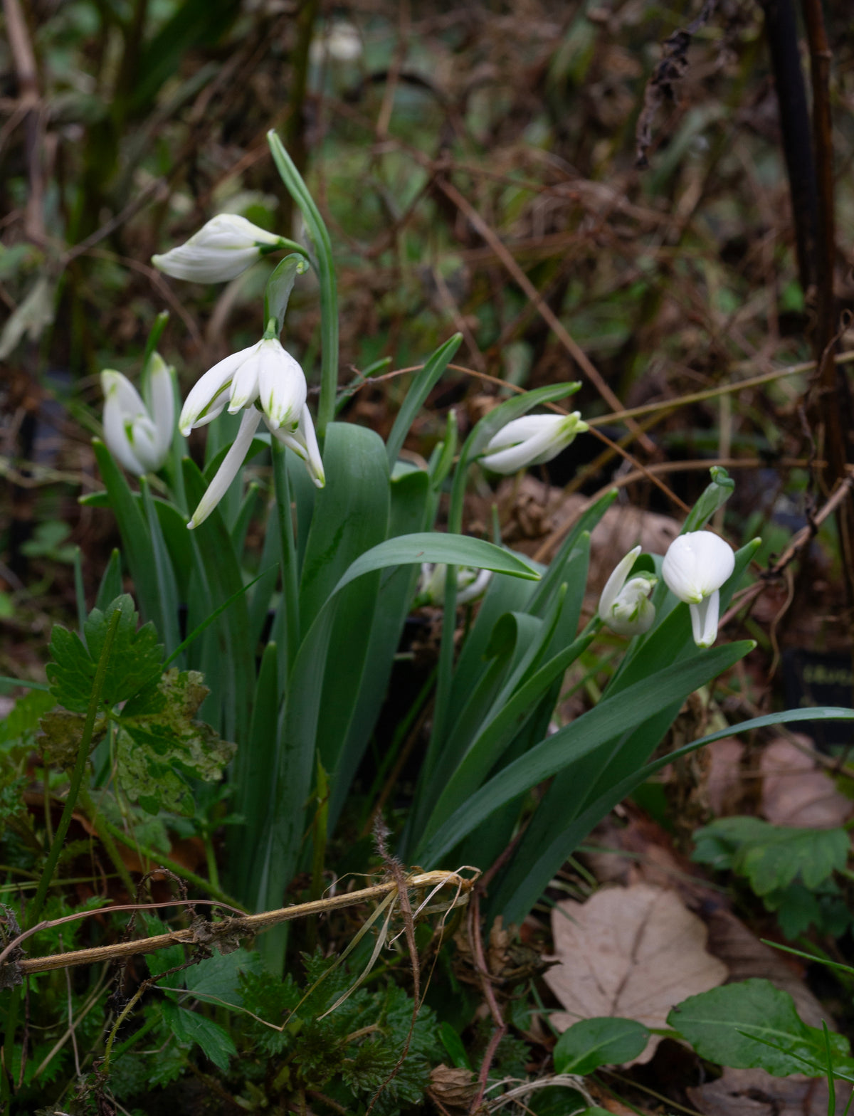 Galanthus 'Starling' snowdrop – photo 8