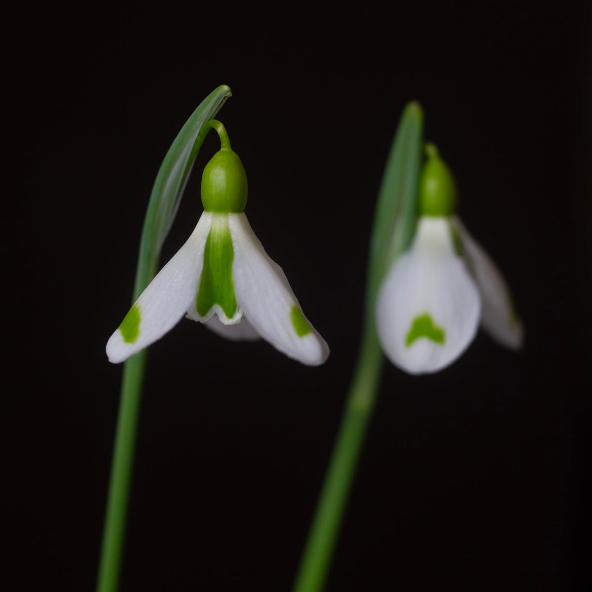Galanthus plicatus 'The Wizard' snowdrop flower